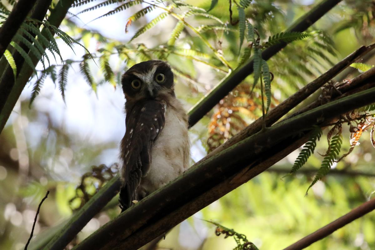 Southern boobook (Ninox boobook)