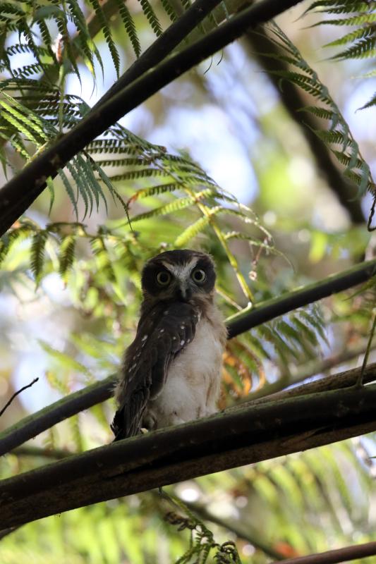 Southern boobook (Ninox boobook)