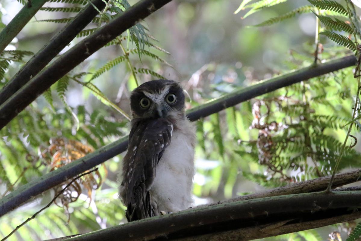 Southern boobook (Ninox boobook)