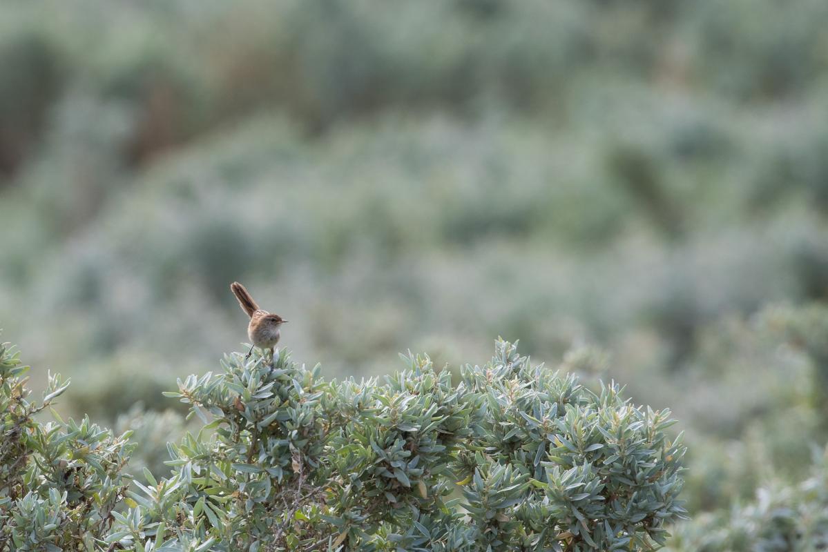 Striated fieldwren (Calamanthus fuliginosus)