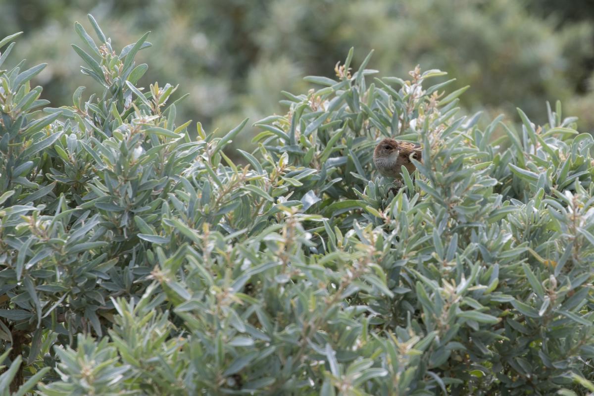 Striated fieldwren (Calamanthus fuliginosus)