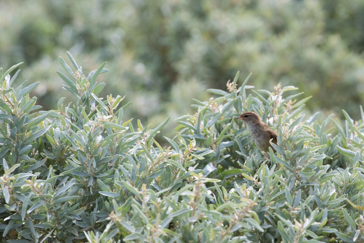 Striated fieldwren (Calamanthus fuliginosus)