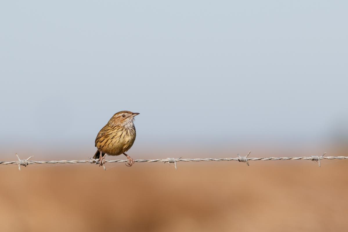 Striated fieldwren (Calamanthus fuliginosus)