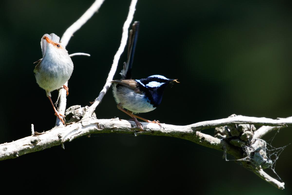 Superb Fairywren (Malurus cyaneus)