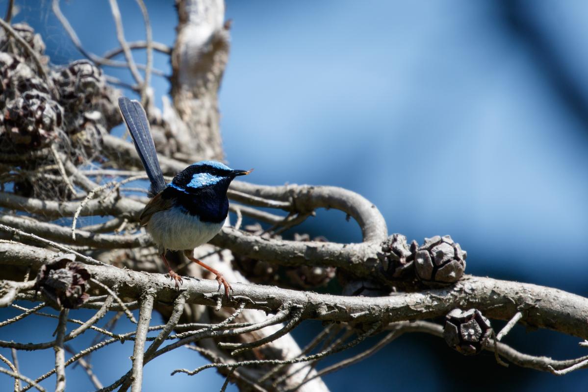 Superb Fairywren (Malurus cyaneus)