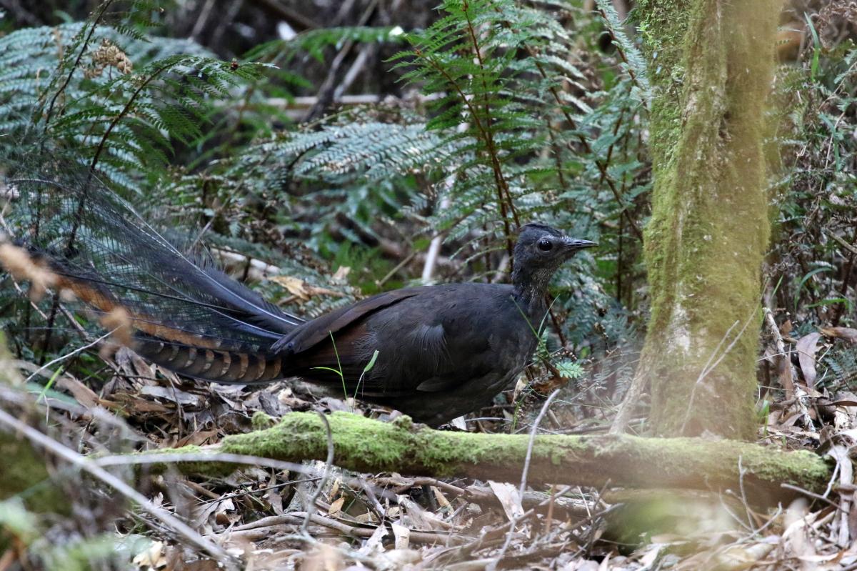 Superb Lyrebird (Menura novaehollandiae)