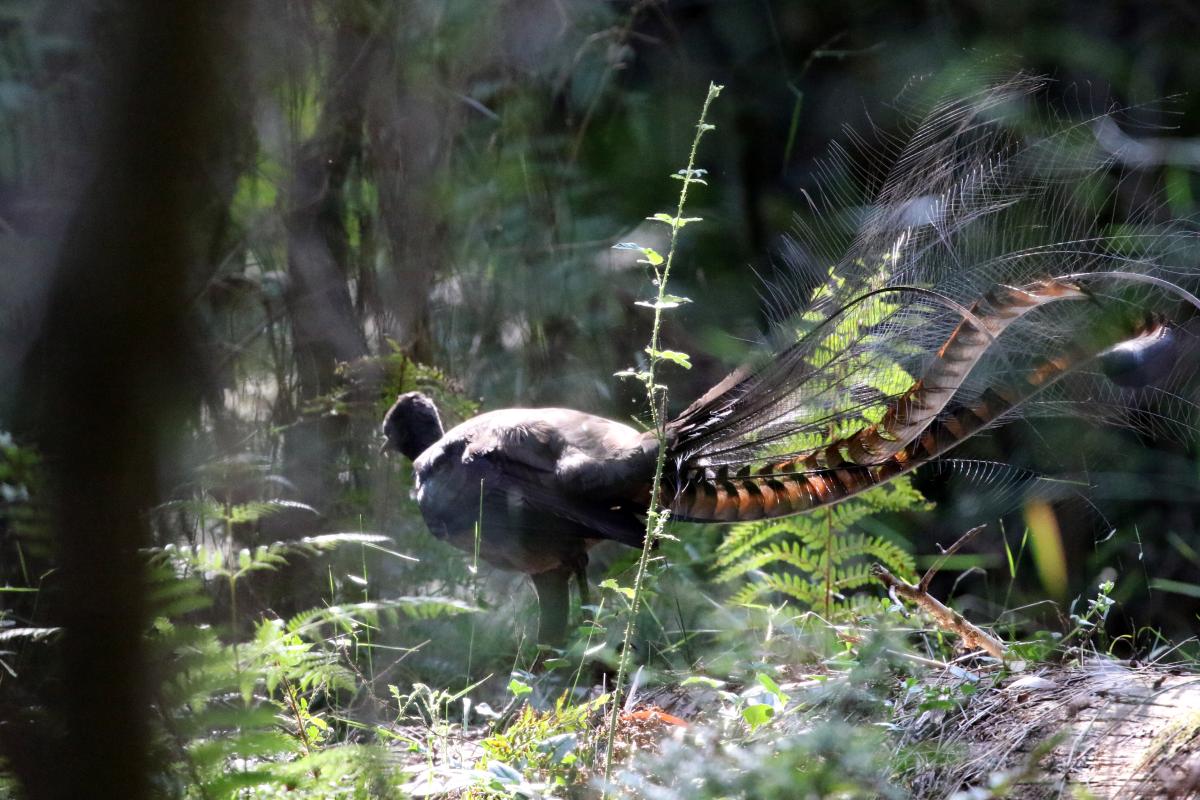 Superb Lyrebird (Menura novaehollandiae)