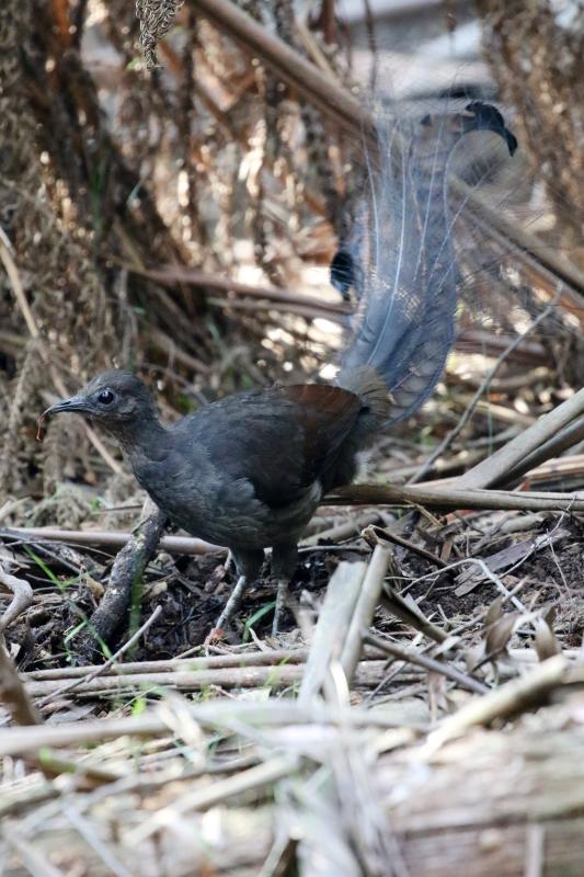 Superb Lyrebird (Menura novaehollandiae)