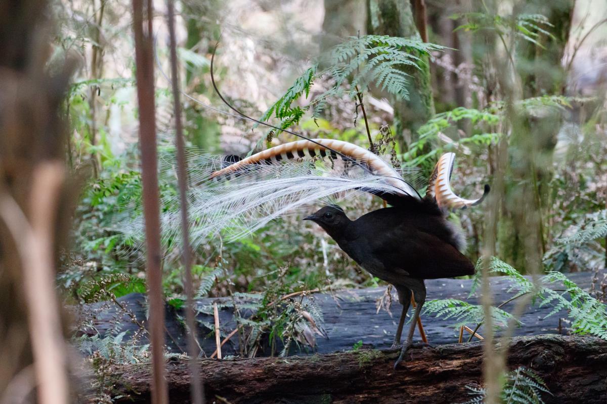 Superb Lyrebird (Menura novaehollandiae)