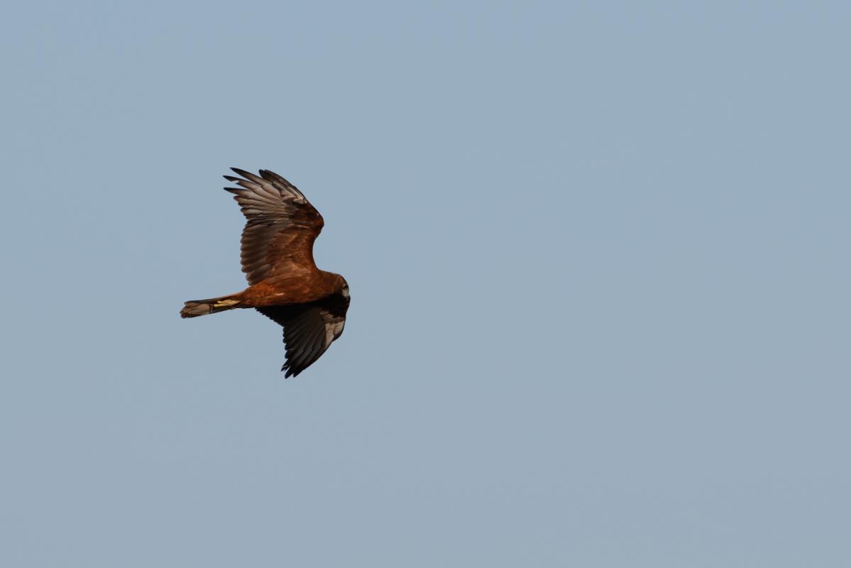 Swamp Harrier (Circus approximans)