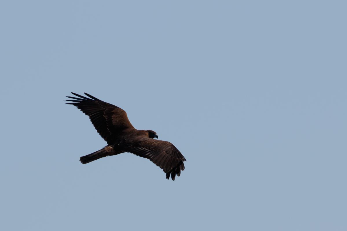 Swamp Harrier (Circus approximans)