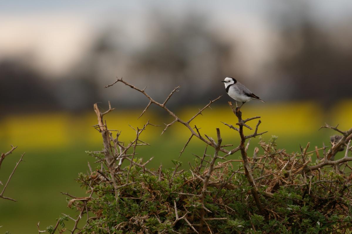 White-fronted Chat (Epthianura albifrons)