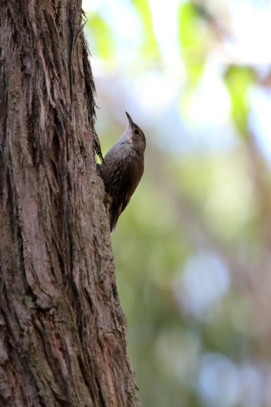 White-throated Treecreeper (Cormobates leucophaea)