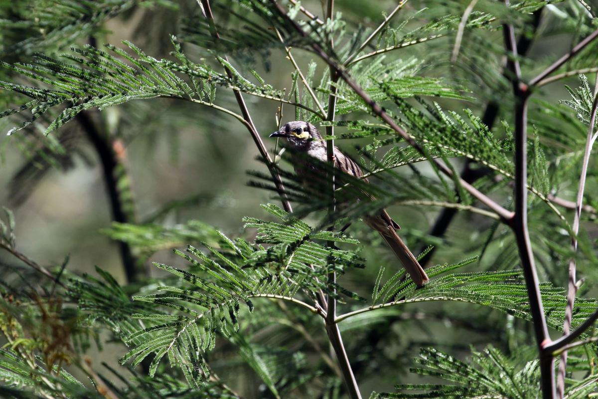 Yellow-faced Honeyeater (Lichenostomus chrysops)