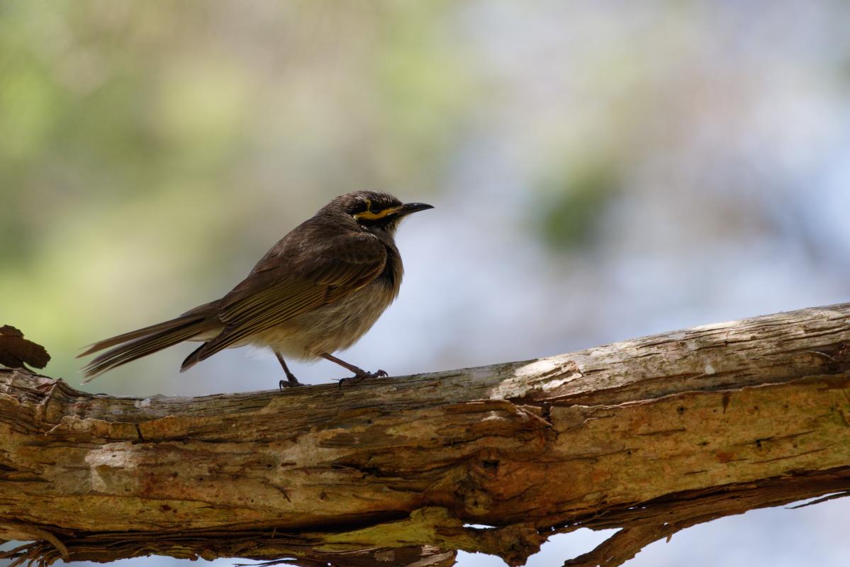 Yellow-faced Honeyeater (Lichenostomus chrysops)