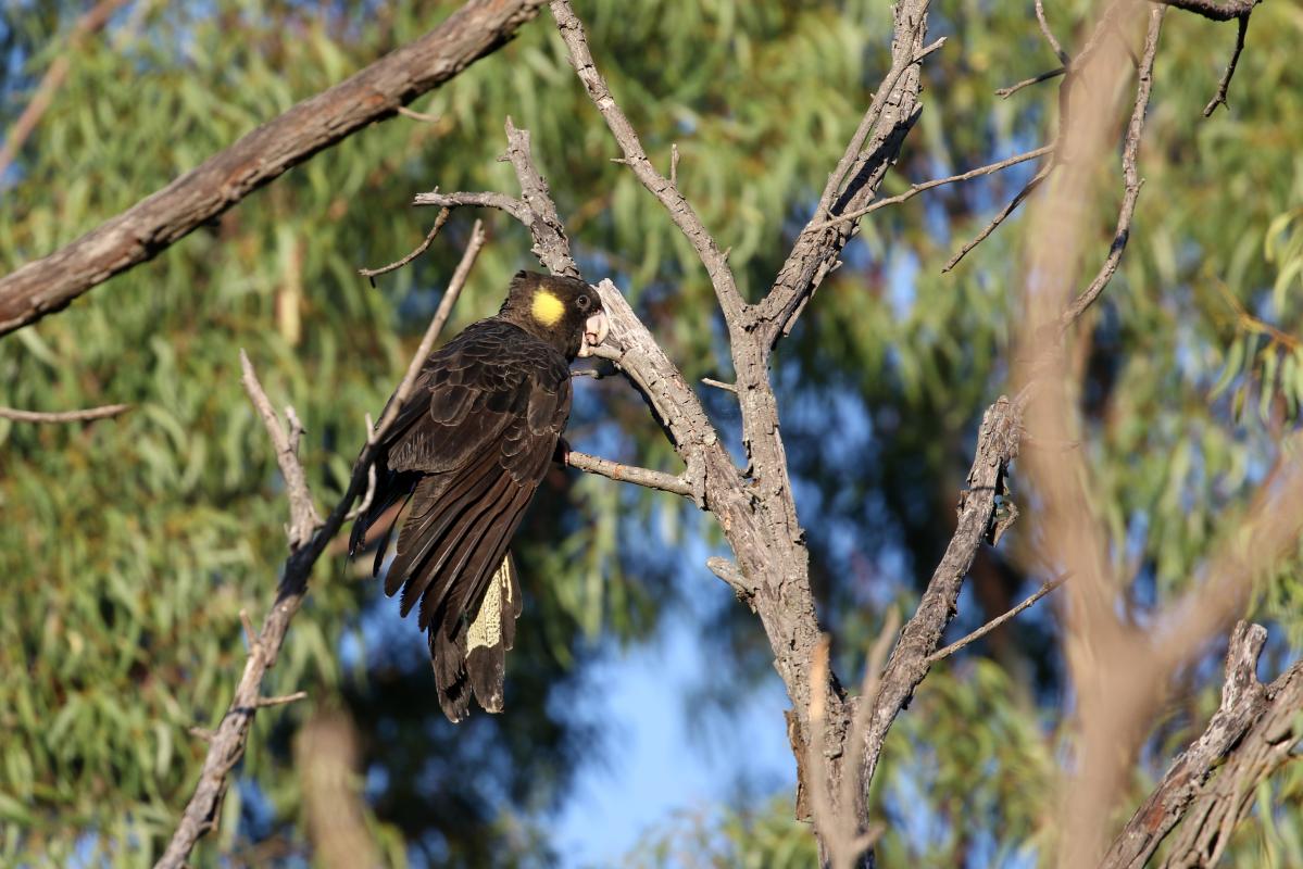 Yellow-tailed Black Cockatoo (Calyptorhynchus funereus)