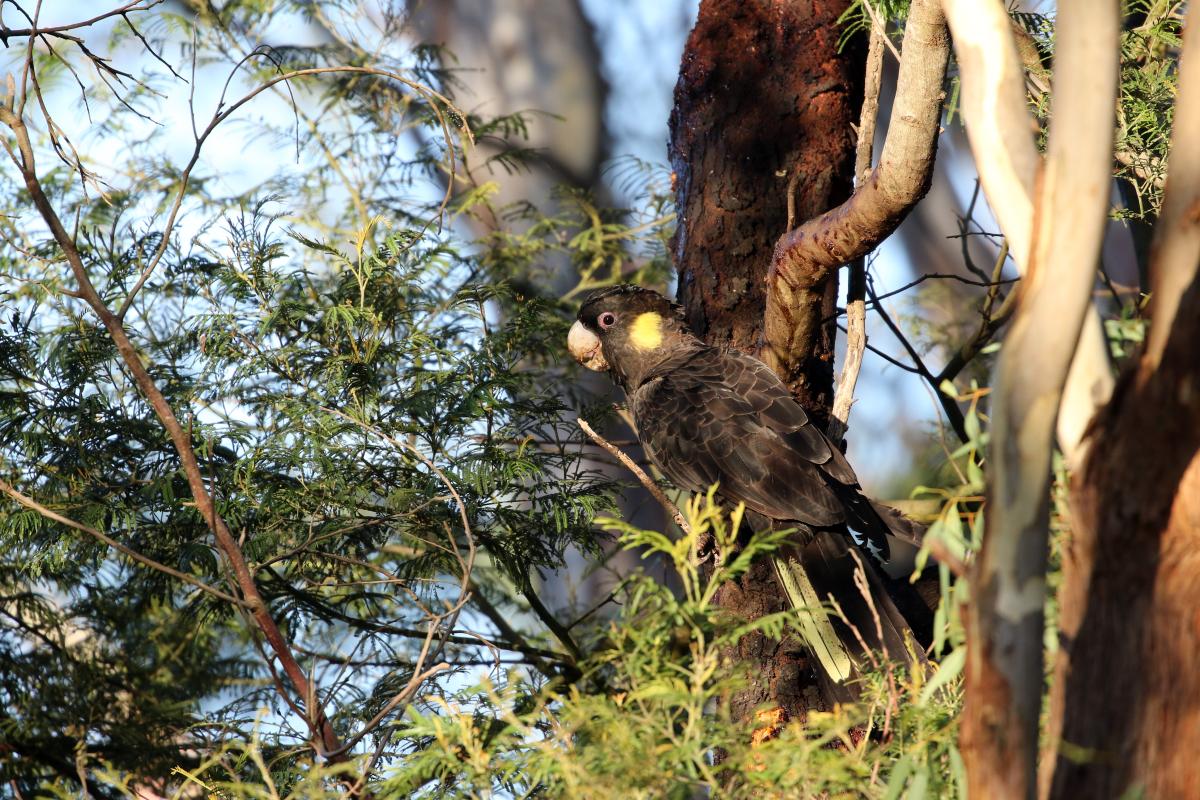 Yellow-tailed Black Cockatoo (Calyptorhynchus funereus)