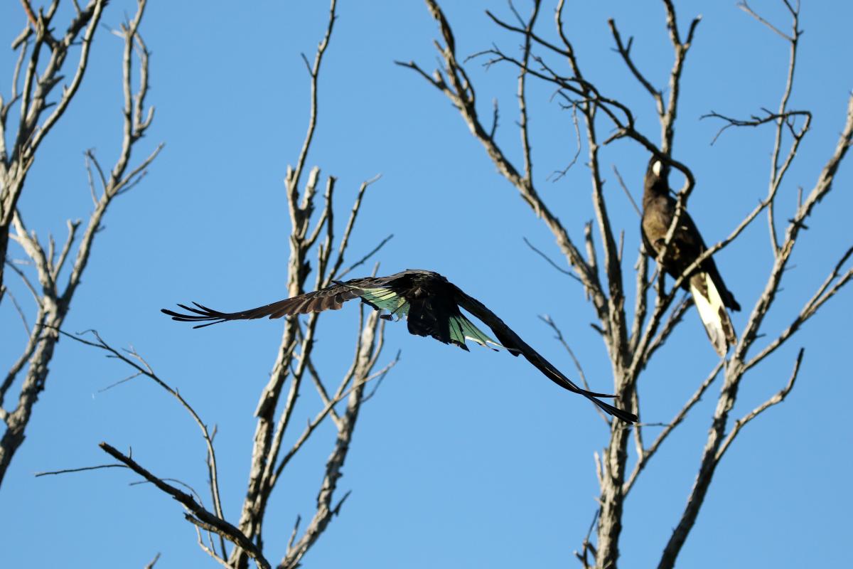 Yellow-tailed Black Cockatoo (Calyptorhynchus funereus)