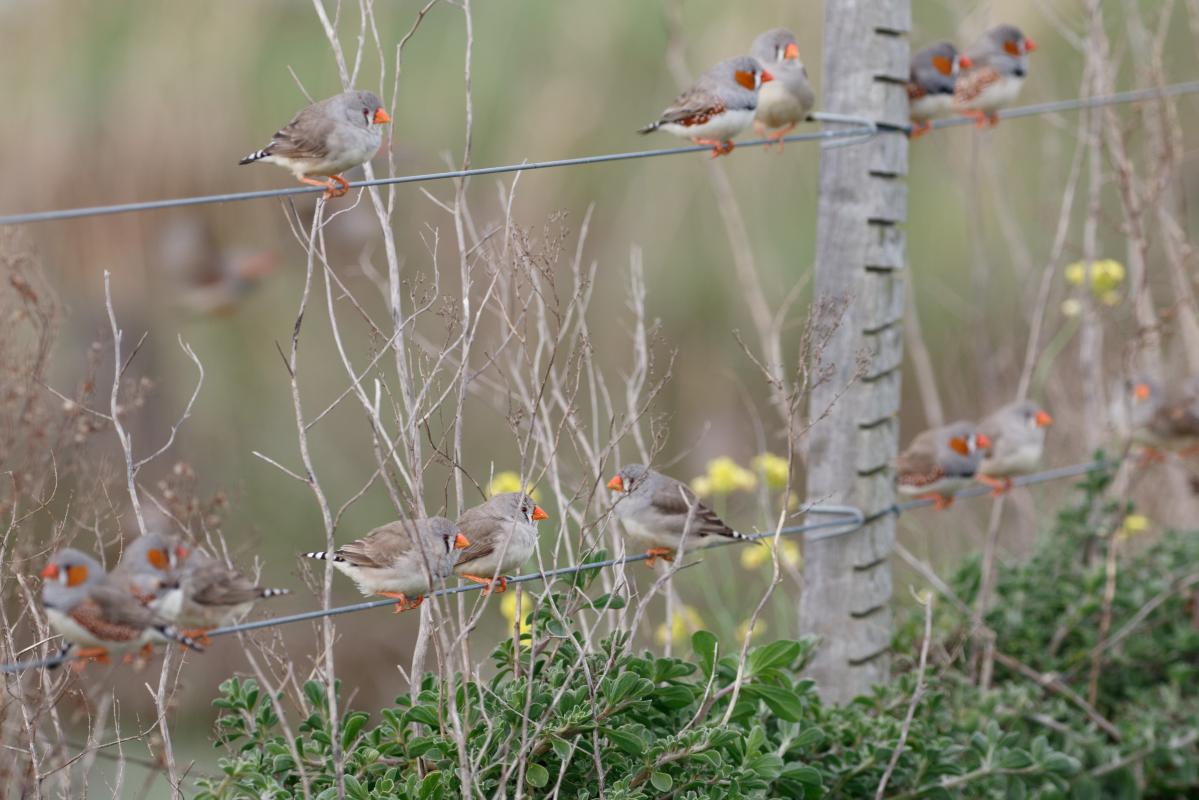 Zebra Finch (Taeniopygia guttata)