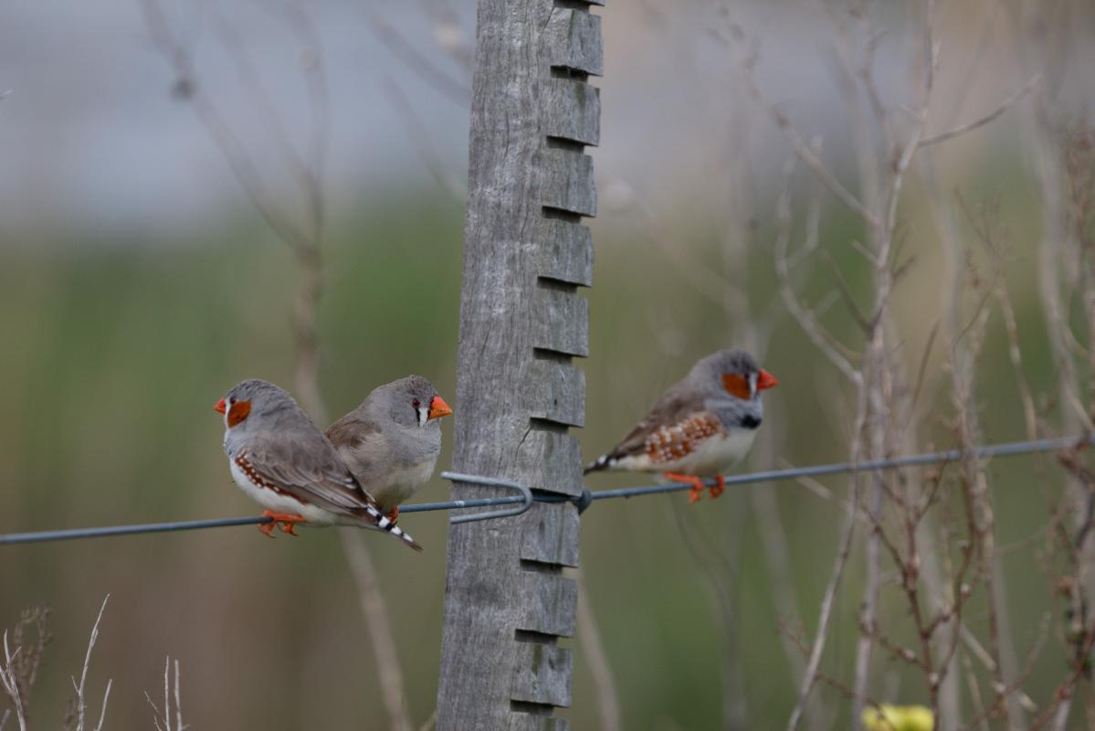 Zebra Finch (Taeniopygia guttata)