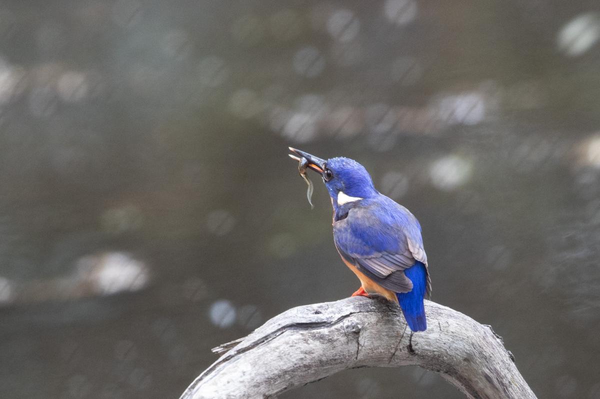 Home Banknotes Coins Birds LTEN
Azure Kingfisher (Alcedo azurea)