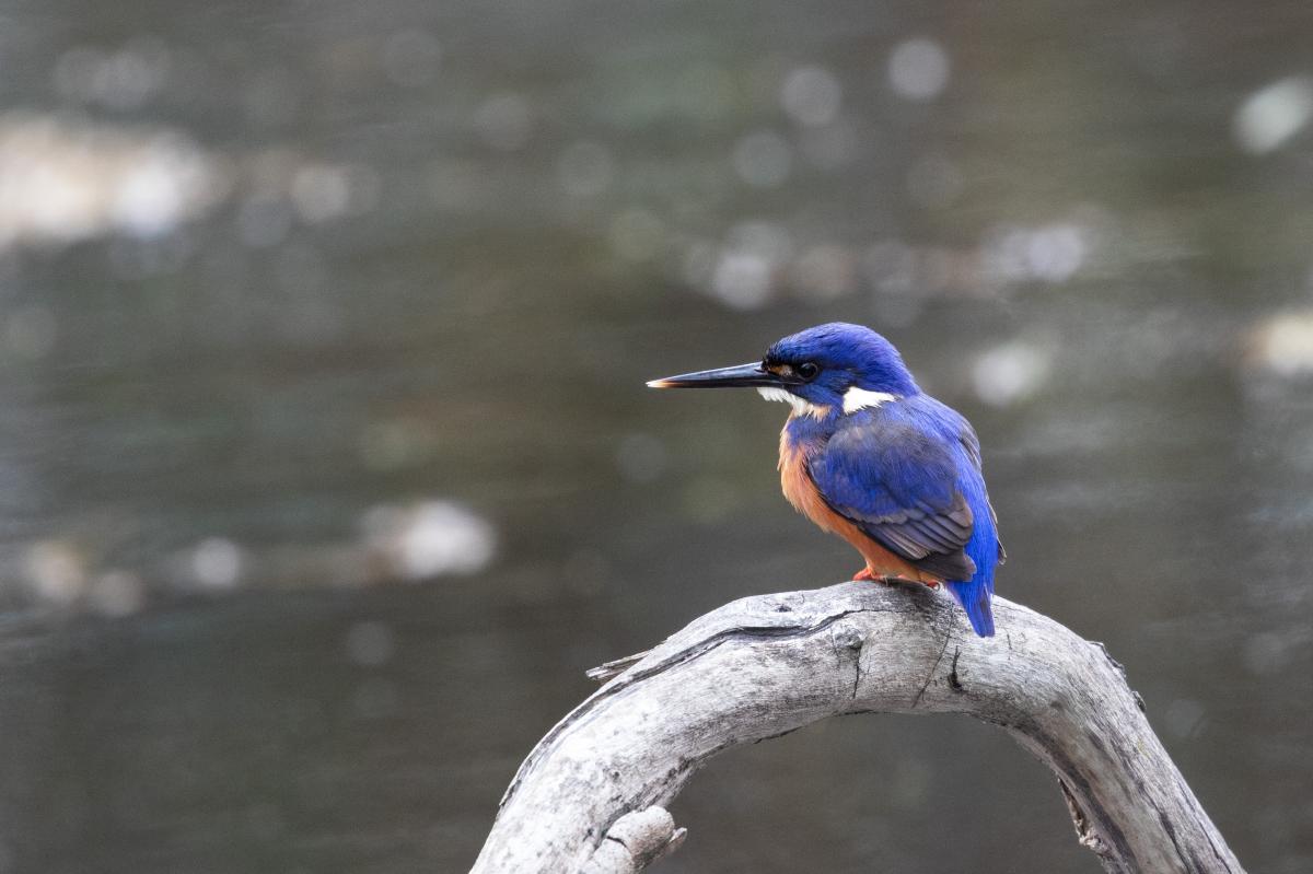 Home Banknotes Coins Birds LTEN
Azure Kingfisher (Alcedo azurea)