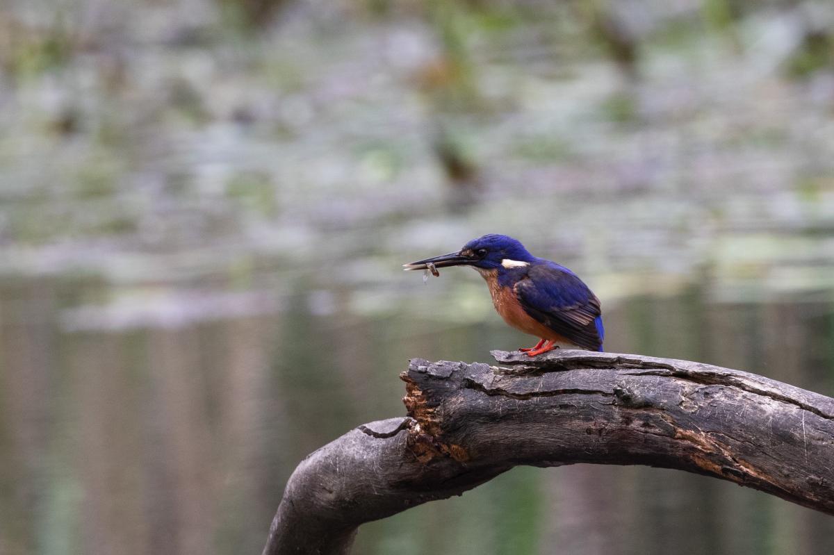 Home Banknotes Coins Birds LTEN
Azure Kingfisher (Alcedo azurea)