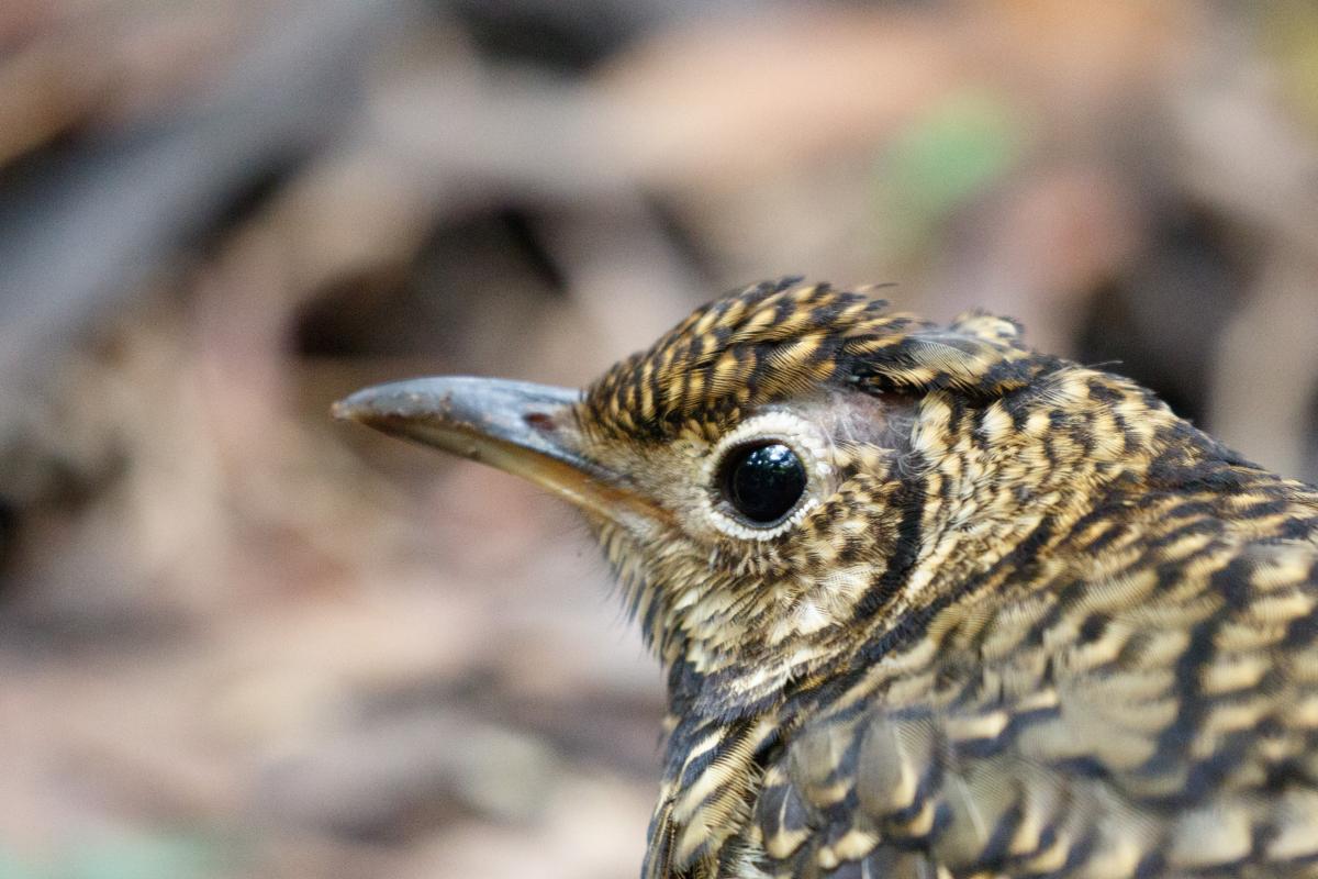 Bassian Thrush (Zoothera lunulata)