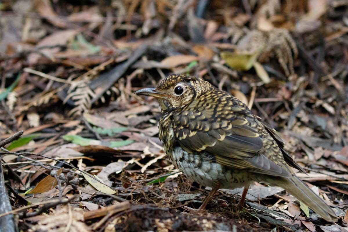 Bassian Thrush (Zoothera lunulata)