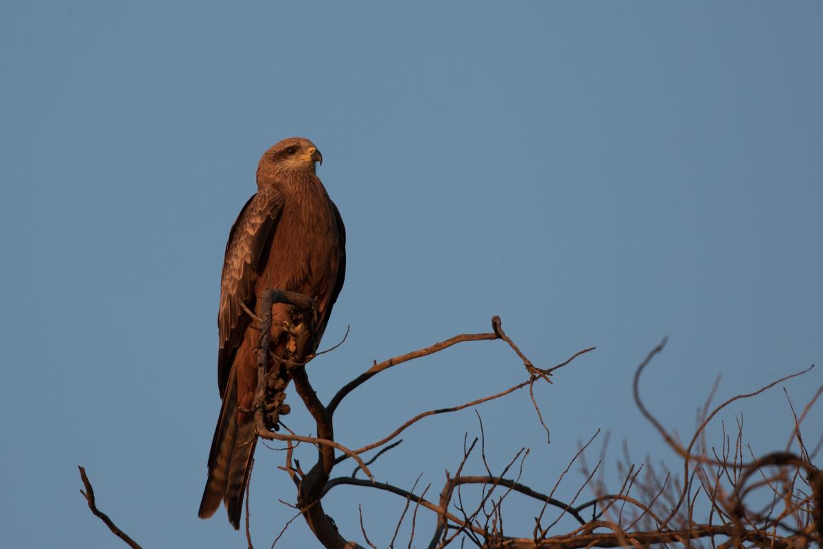 Black Kite (Milvus migrans)