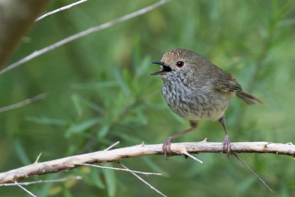 Brown Thornbill (Acanthiza pusilla)