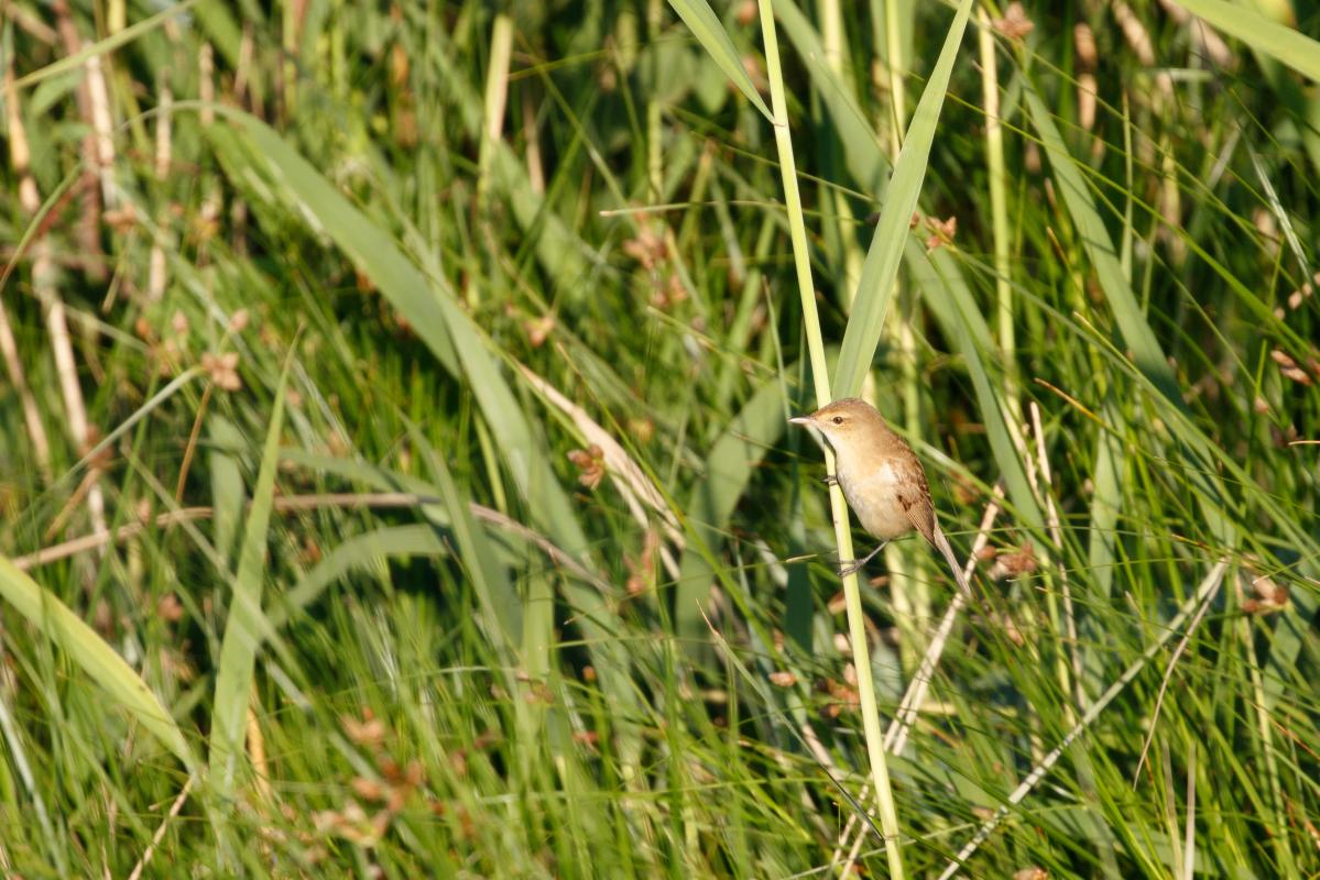 Clamorous Reed Warbler (Acrocephalus stentoreus)