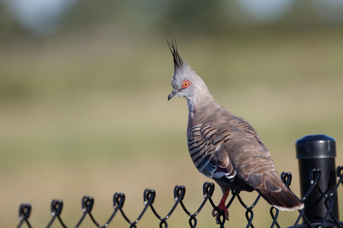 Crested Pigeon (Ocyphaps lophotes)