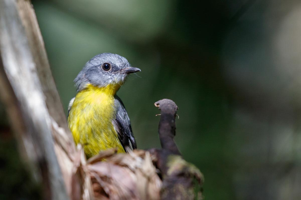 Eastern Yellow Robin (Eopsaltria australis)