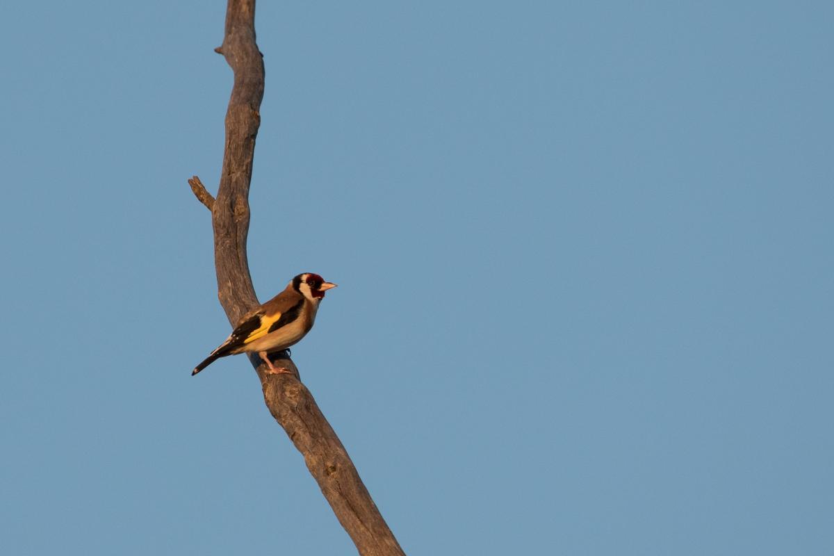 European Goldfinch (Carduelis carduelis)