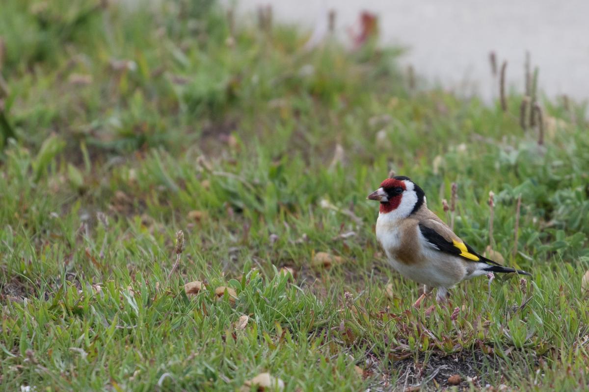 European Goldfinch (Carduelis carduelis)