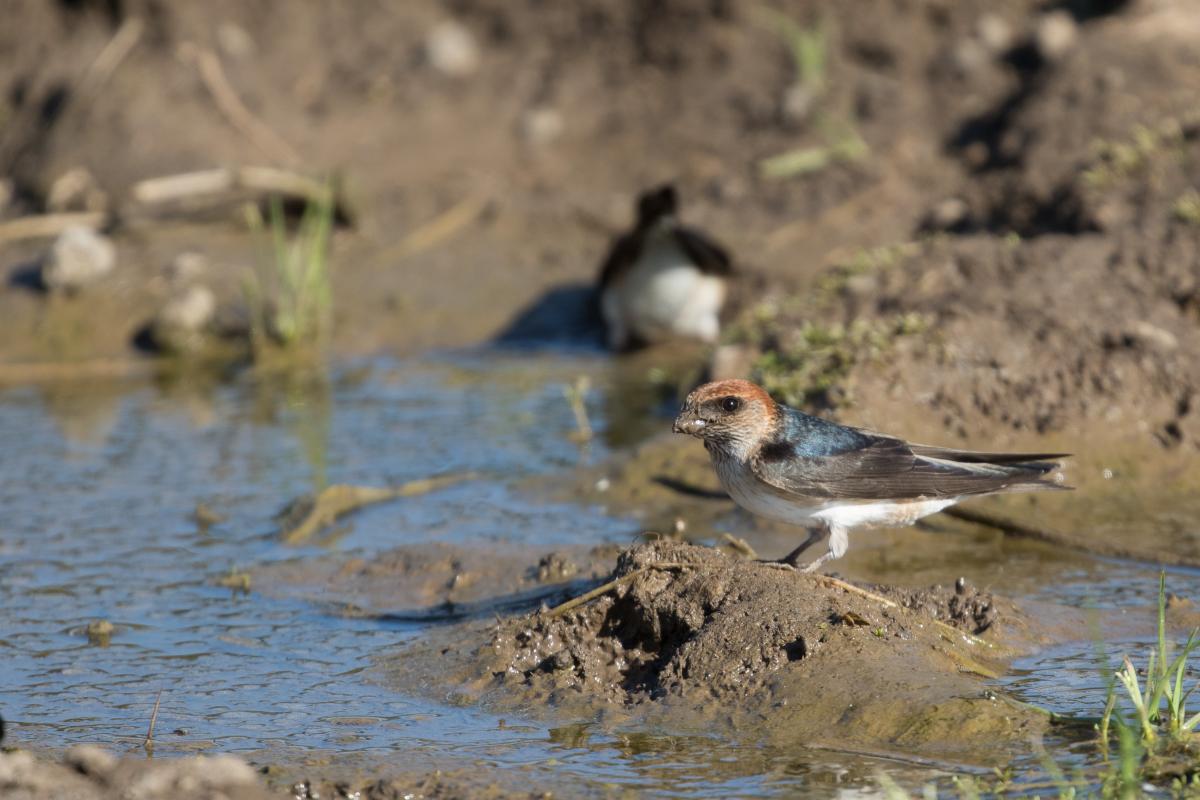 Fairy martin (Petrochelidon ariel)