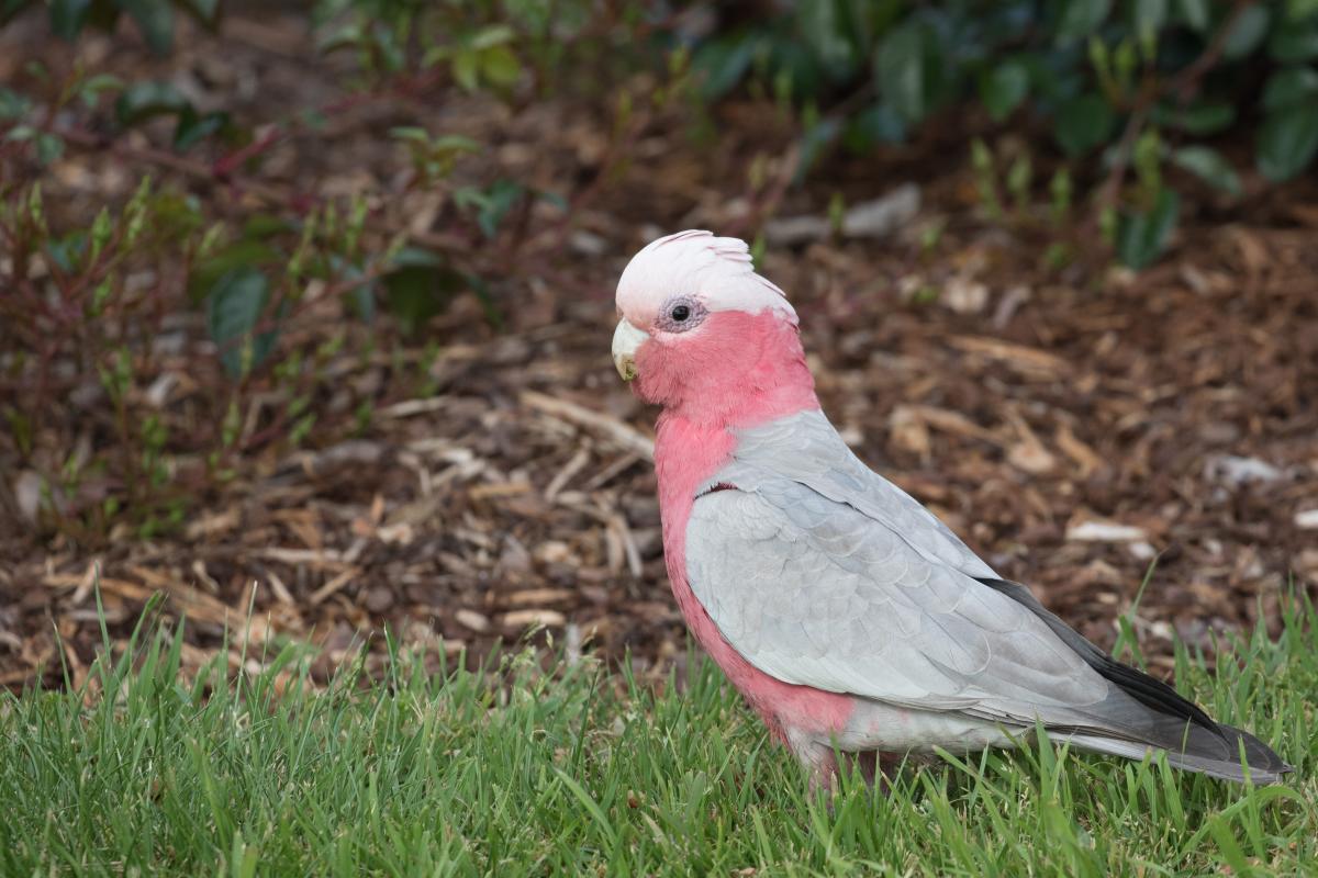 Galah (Eolophus roseicapilla)