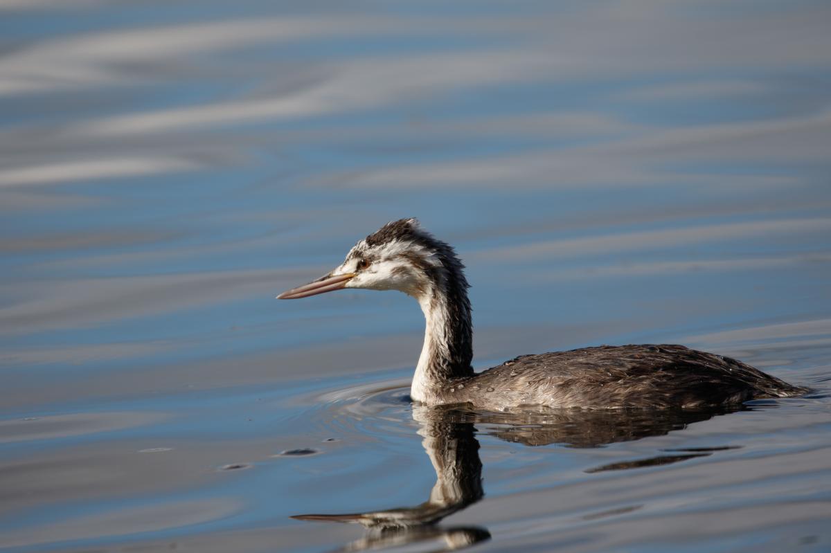 Great Crested Grebe (Podiceps cristatus)