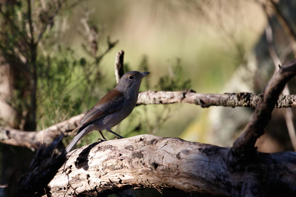 Grey Shrikethrush (Colluricincla harmonica)