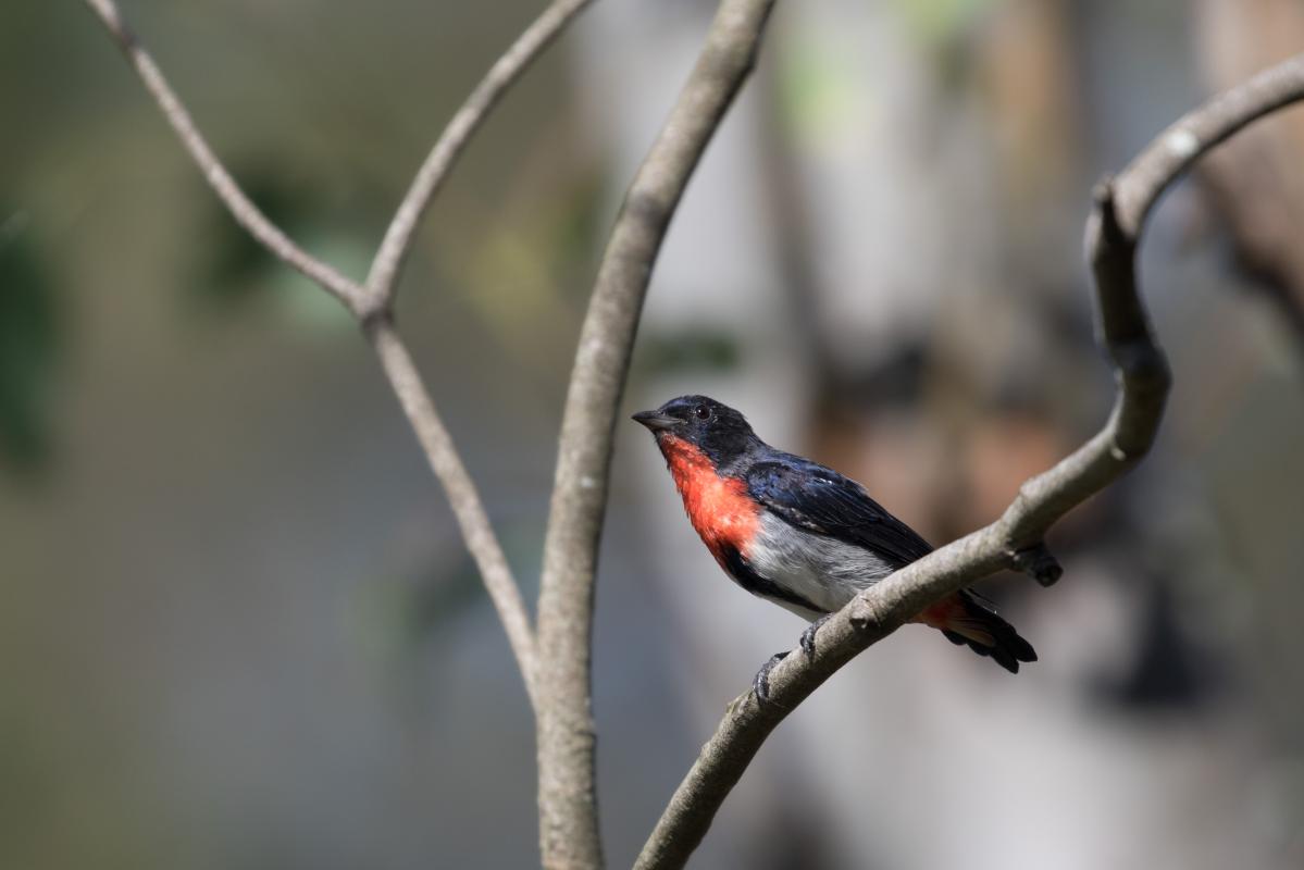 Mistletoebird (Dicaeum hirundinaceum)