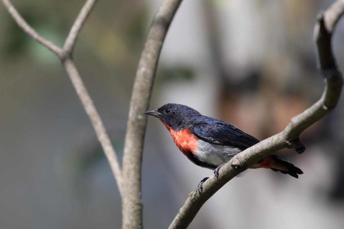 Mistletoebird (Dicaeum hirundinaceum)