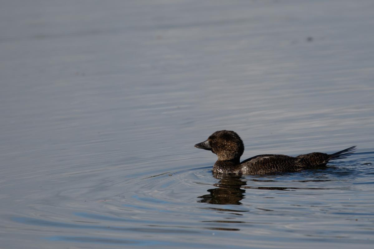 Musk Duck (Biziura lobata)