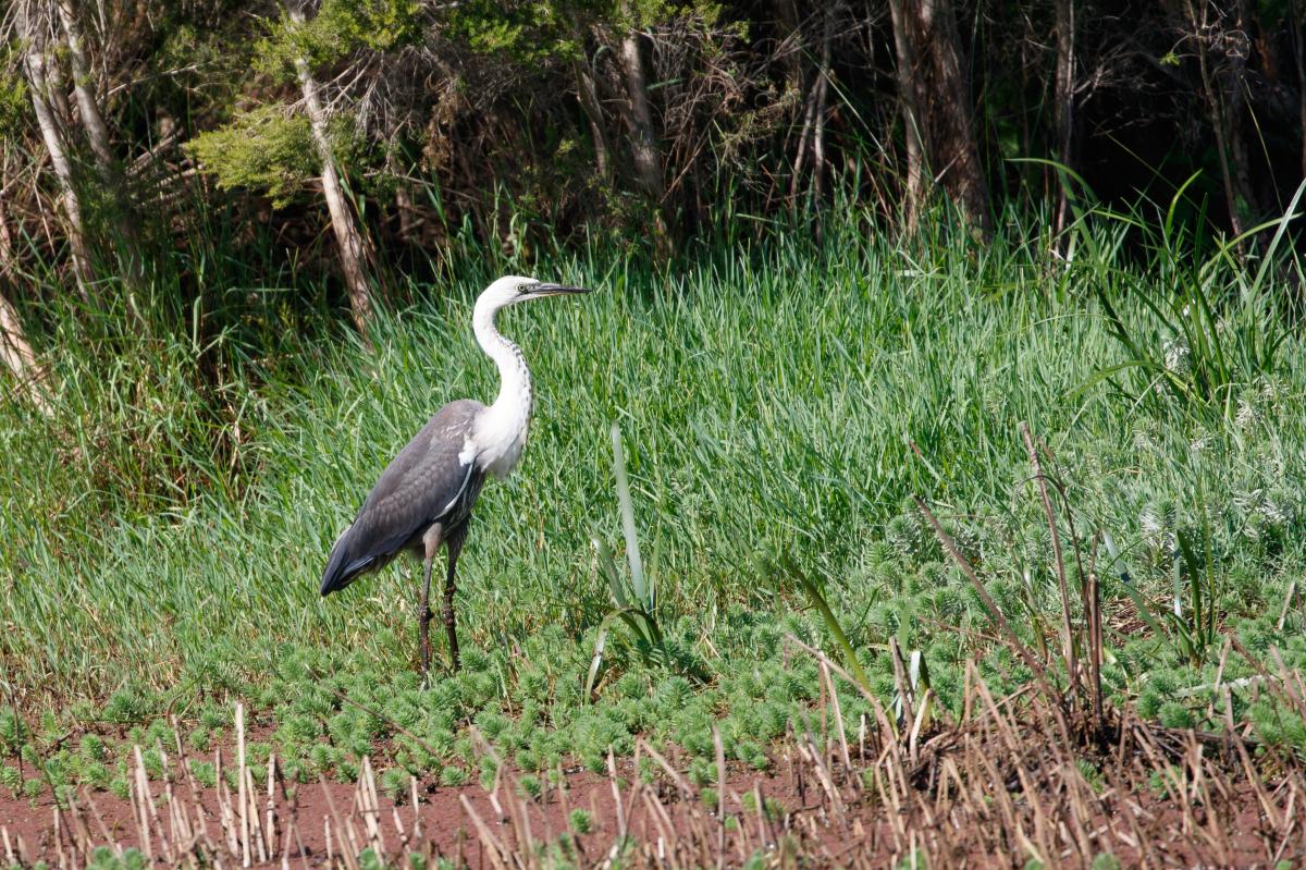 Pacific Heron (Ardea pacifica)