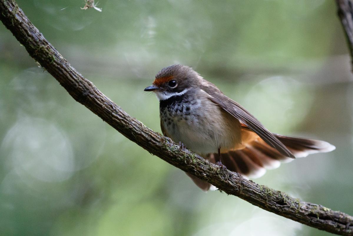 Rufous Fantail (Rhipidura rufifrons)