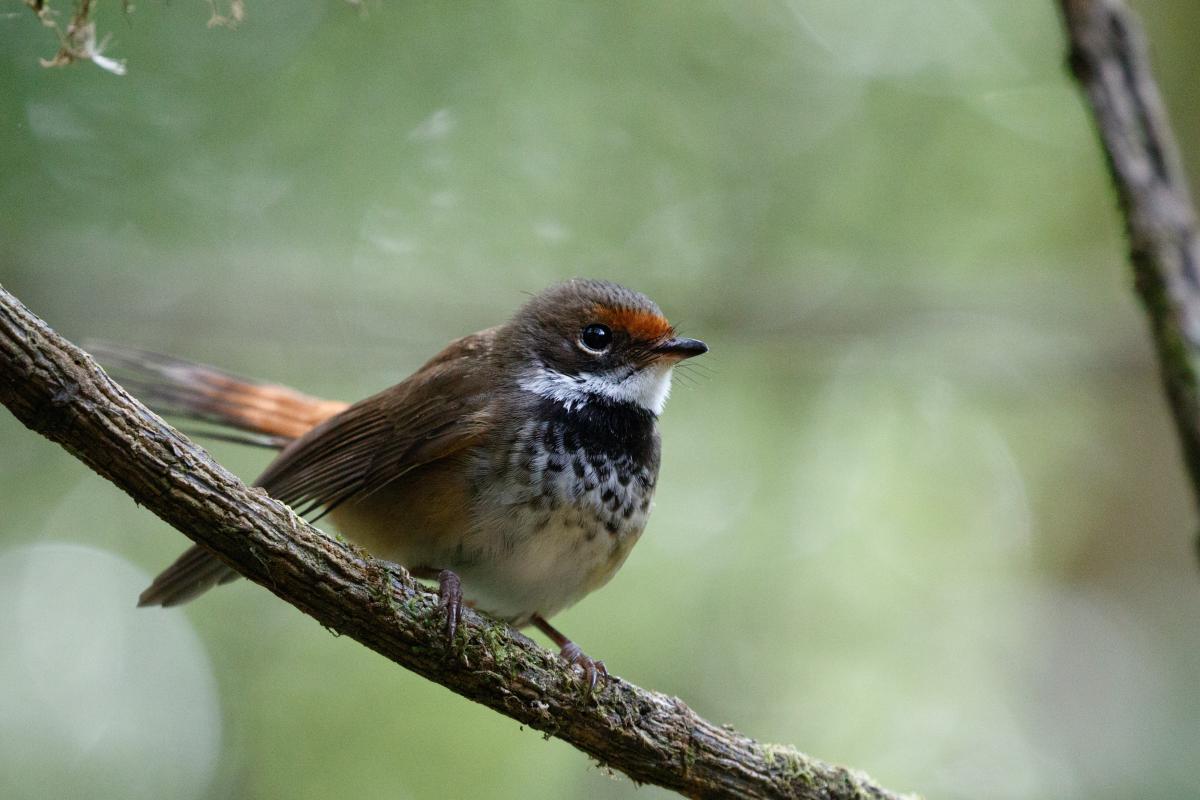 Rufous Fantail (Rhipidura rufifrons)