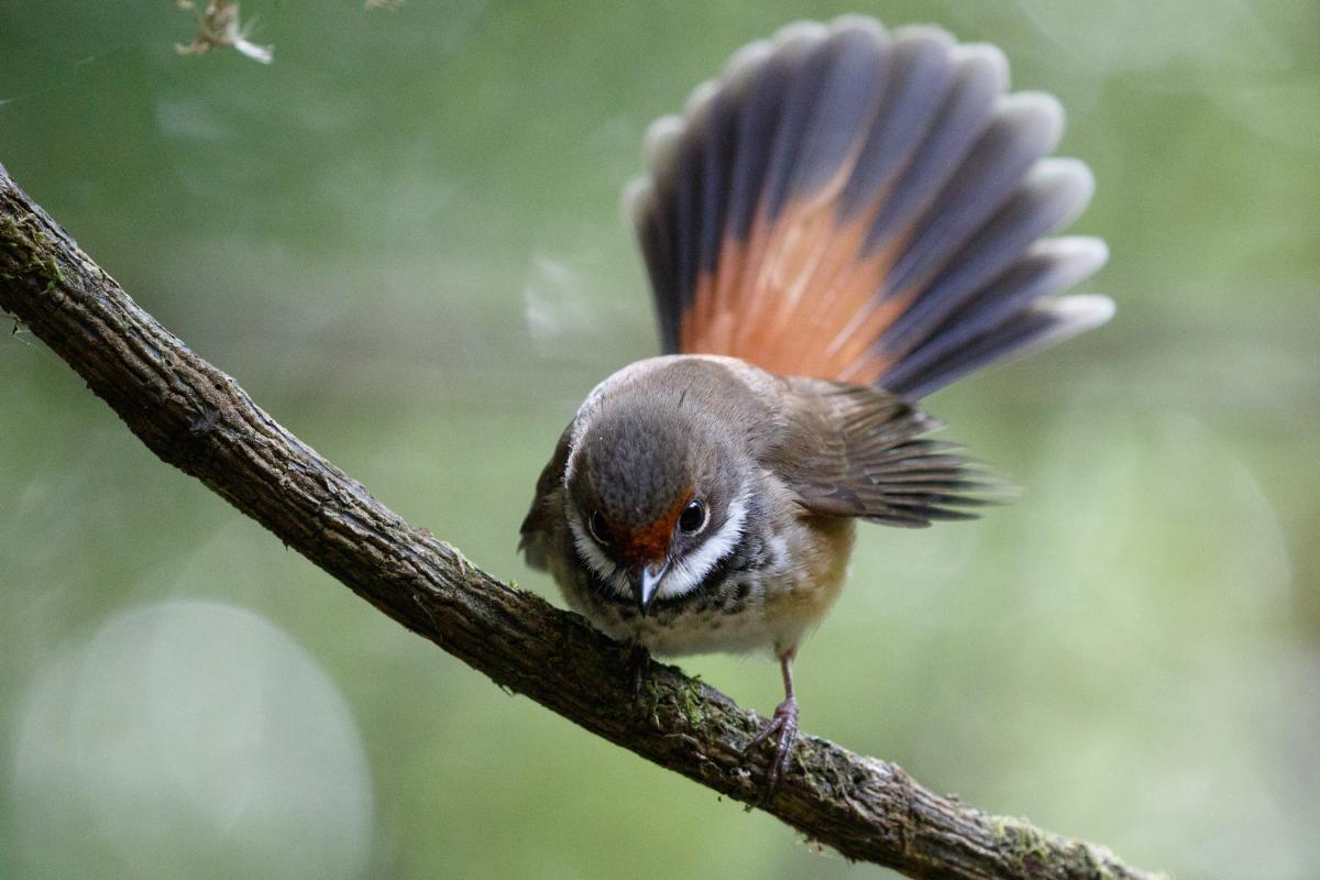 Rufous Fantail (Rhipidura rufifrons)