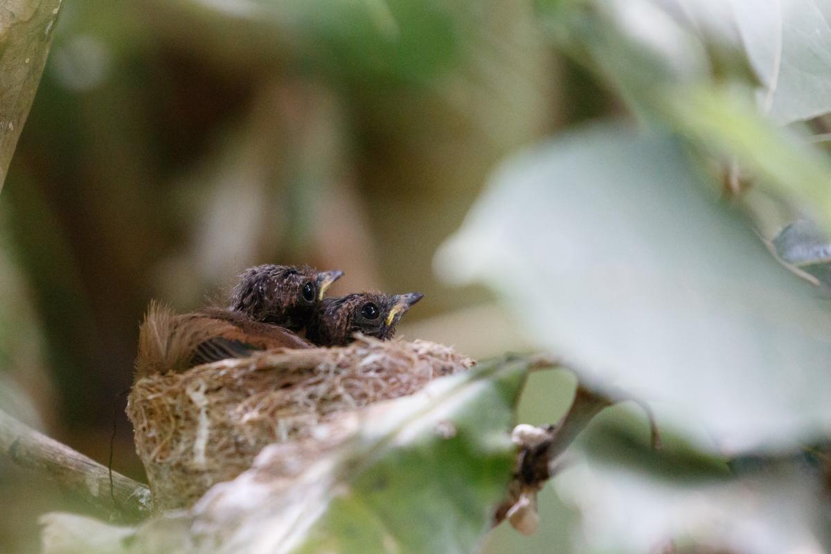 Rufous Fantail (Rhipidura rufifrons)