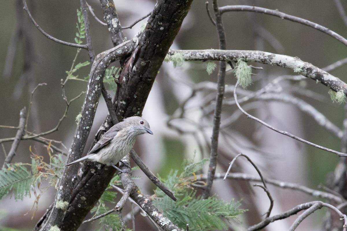 Rufous whistler (Pachycephala rufiventris)