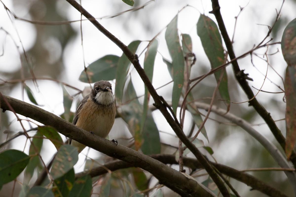 Rufous whistler (Pachycephala rufiventris)